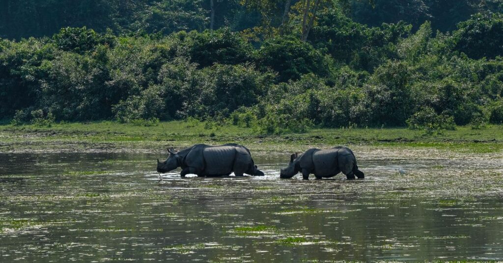 Kaziranga park